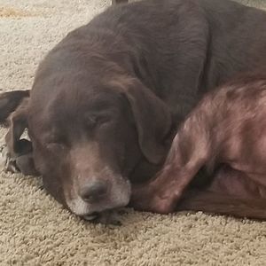 Meet your Posher, Rose